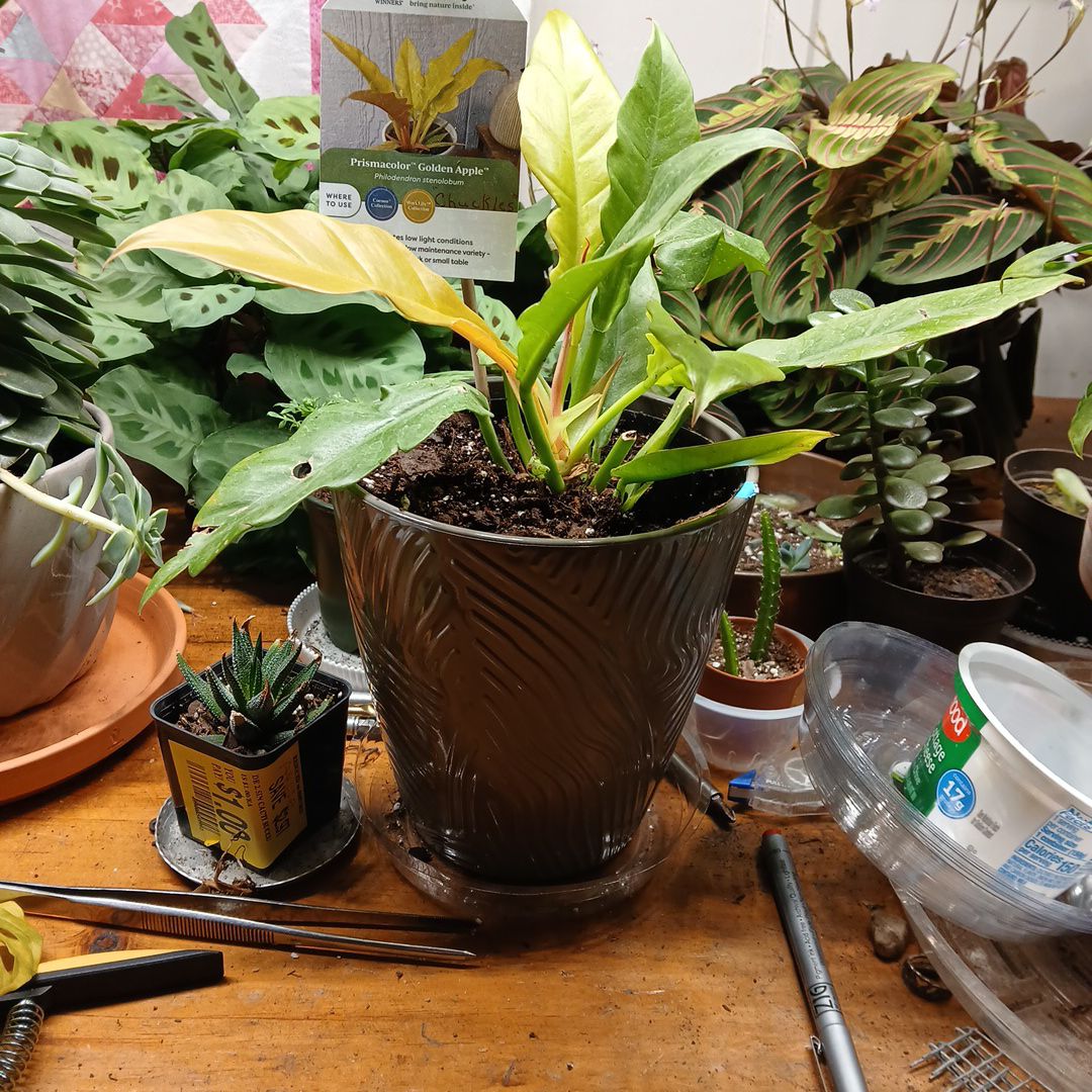 Photo of the plant species Philodendron stenolobum by @CalmFuscia85 named Chuckles on Greg, the plant care app