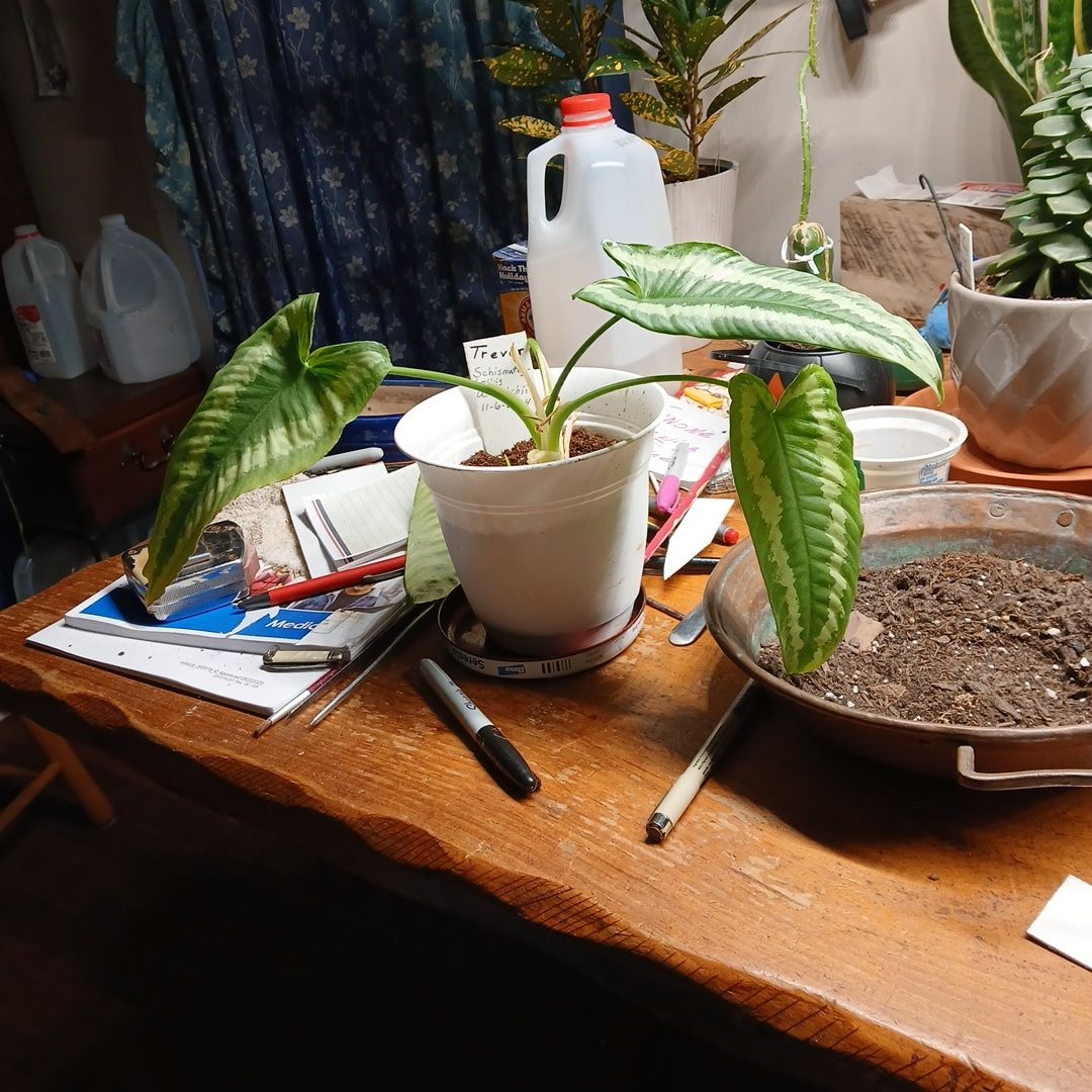 Photo of the plant species Schismatoglottis wallichii by @CalmFuscia85 named Trevor on Greg, the plant care app