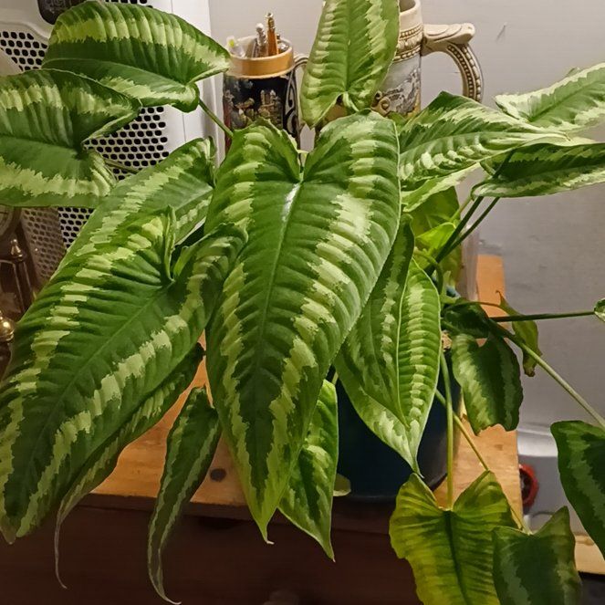 Photo of the plant species Schismatoglottis wallichii by @CalmFuscia85 named Jesse on Greg, the plant care app