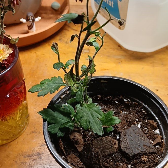 Photo of the plant species Mums by @CalmFuscia85 named Willie on Greg, the plant care app
