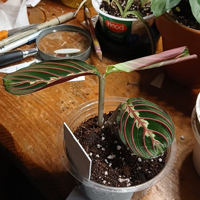 Photo of the plant species red prayer plant by @CalmFuscia85 named Able on Greg, the plant care app