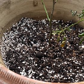 Photo of the plant species Aeonium 'Black Rose' by @FacileLavaplant named Fernie Mercury on Greg, the plant care app