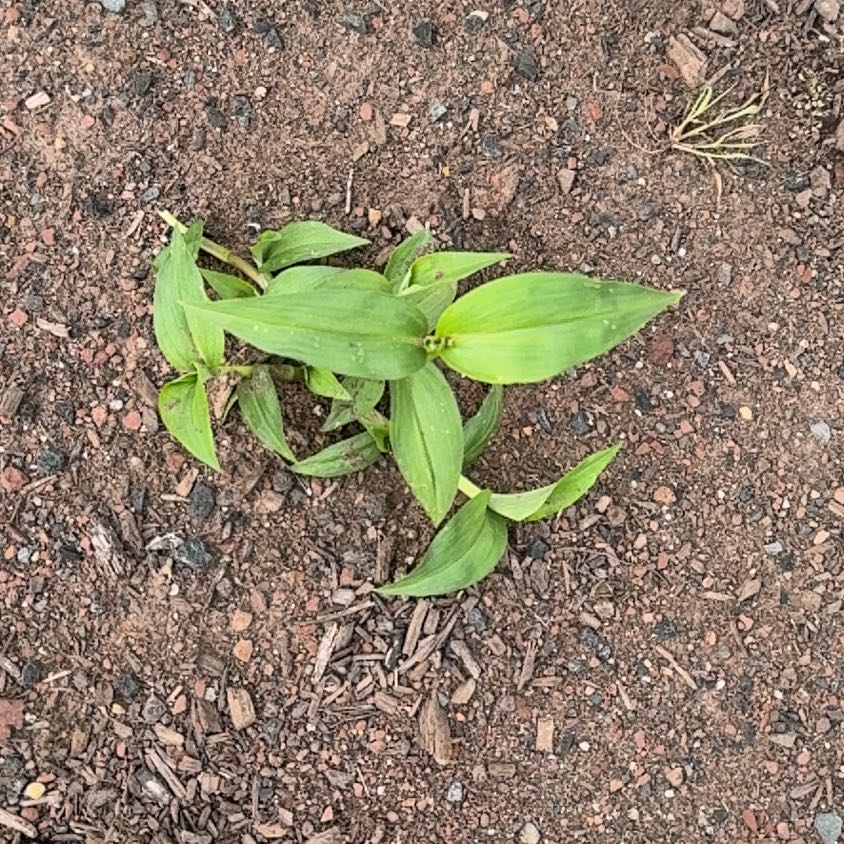Photo of the plant species Asiatic Dayflower by @KeenCheesebush named McKinley on Greg, the plant care app