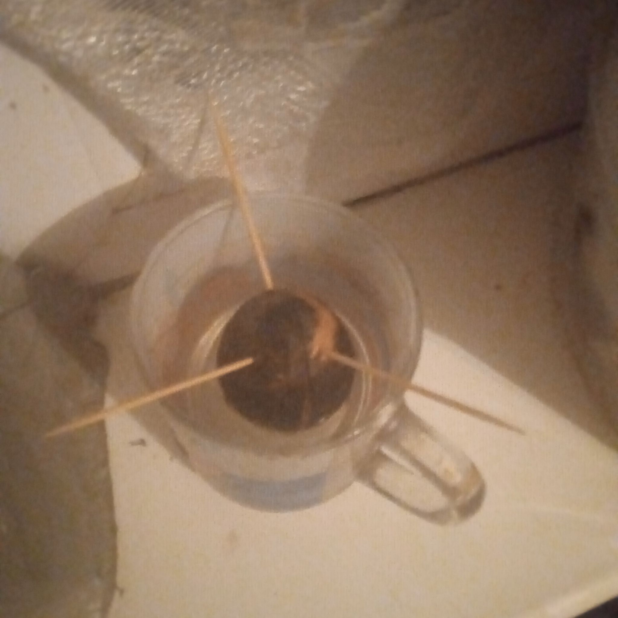Photo of the plant species avocado seed by @FancyChollipo named Remington on Greg, the plant care app
