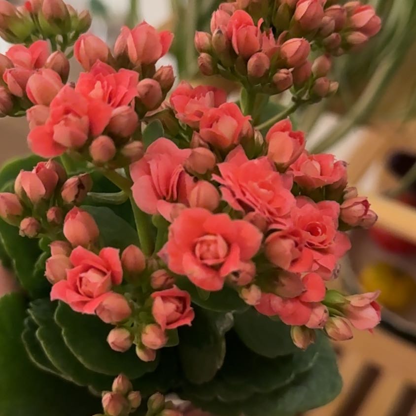 Photo of the plant species mini calandiva by @franksmycousin named Fernie Mac on Greg, the plant care app