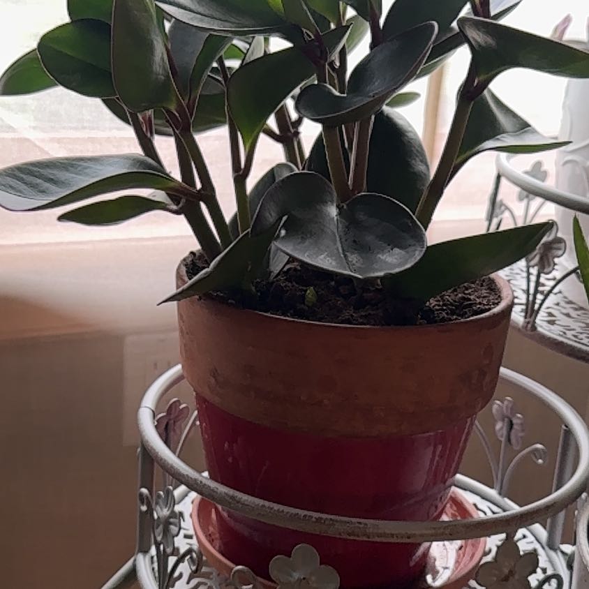 Photo of the plant species Baby Rubber Plant by @BestShrubalthea named Frankie on Greg, the plant care app