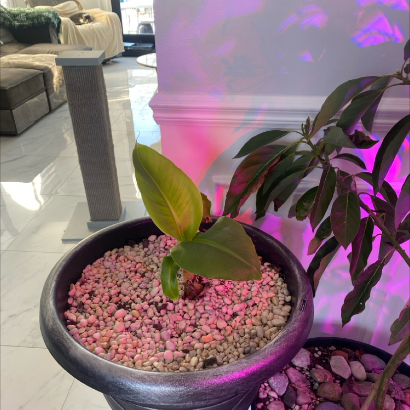Photo of the plant species Banana Tree by @LavishFenorchid named Madonna on Greg, the plant care app