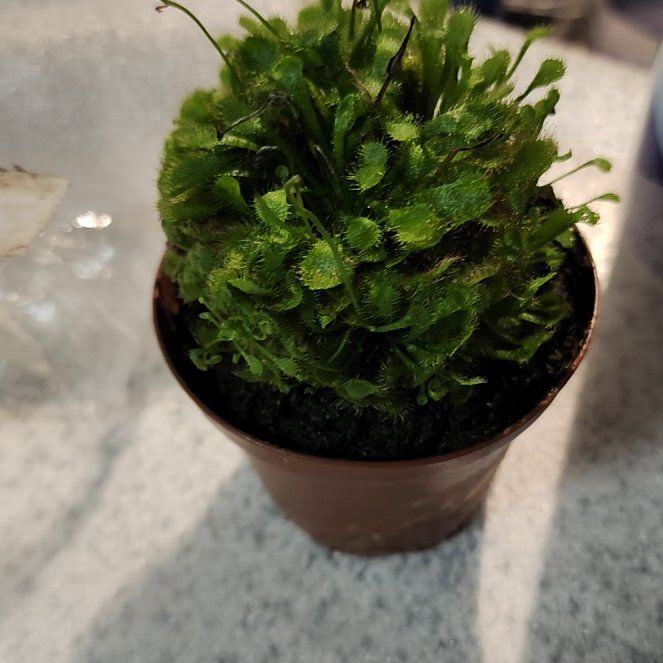 Photo of the plant species Spoon Leaf Sundew by @SuaveTinybluet named Cleopatra on Greg, the plant care app