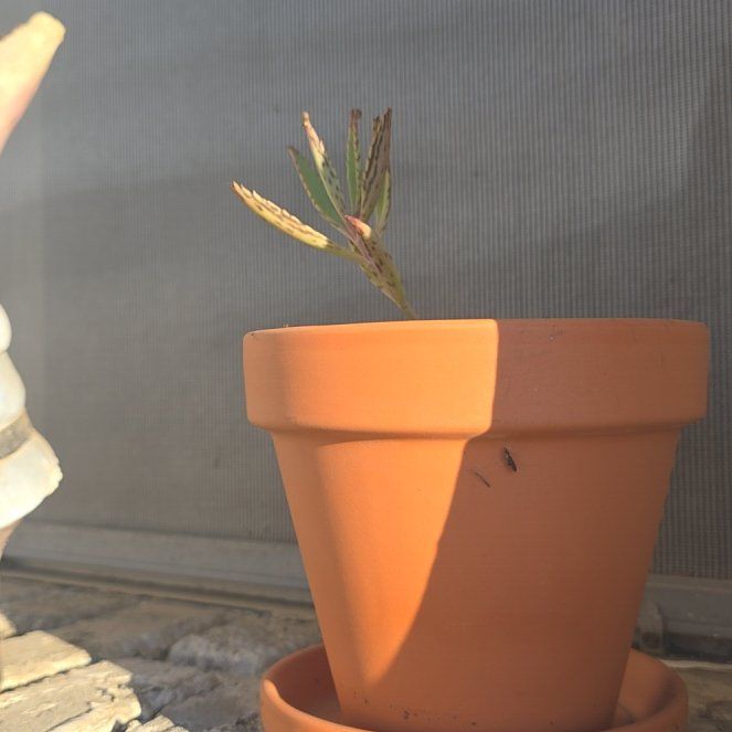 Photo of the plant species Houghton's Hybrid by @SuaveTinybluet named Harmony on Greg, the plant care app
