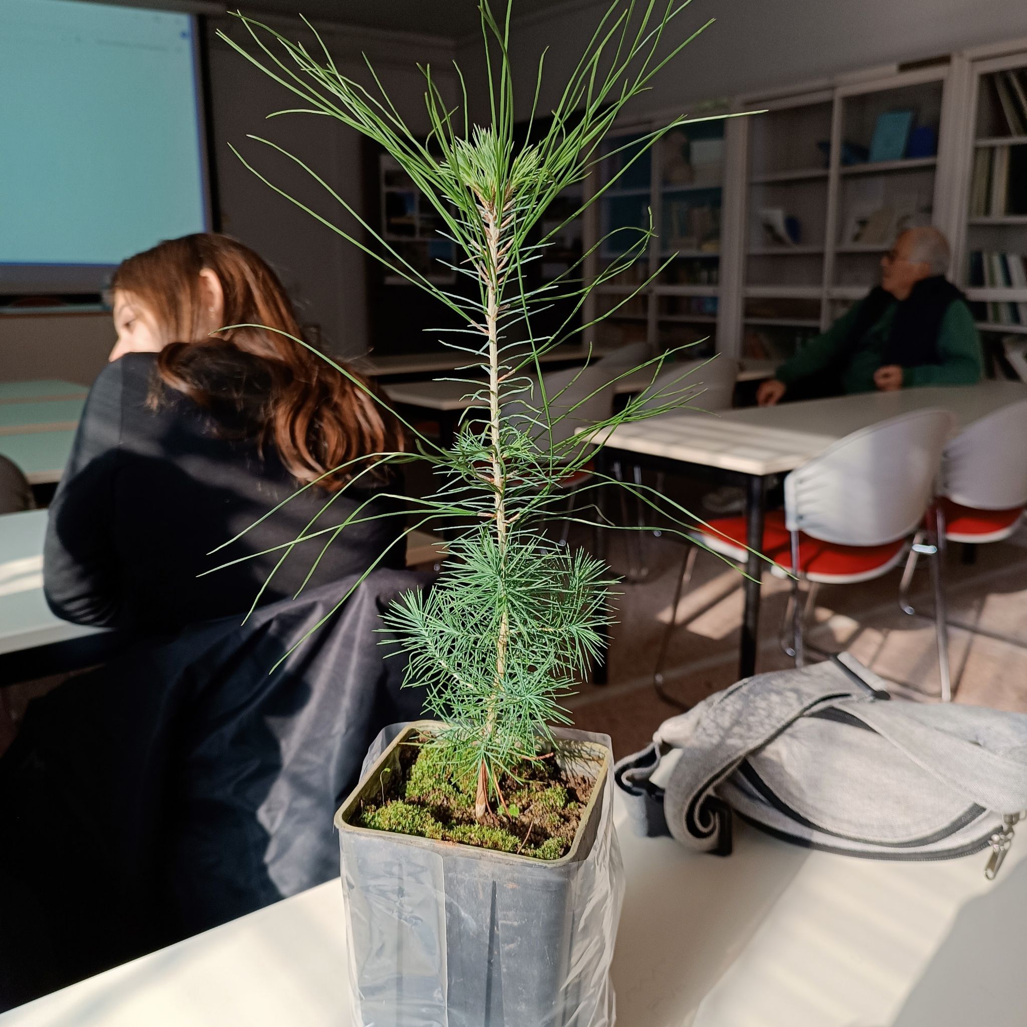 Photo of the plant species Afghan Pine by @lilpenguin named Apollo on Greg, the plant care app