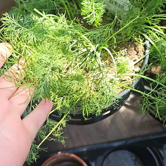 Photo of the plant species Dill by @kaedarling named Doja Cat on Greg, the plant care app