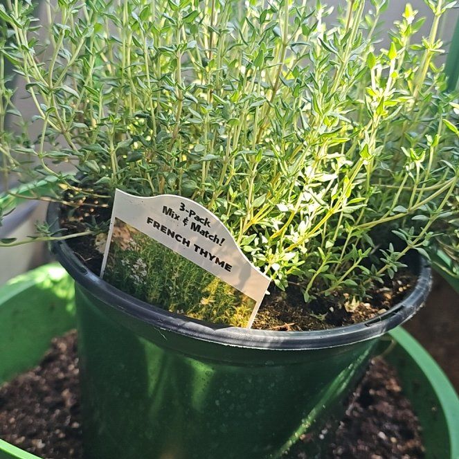 Photo of the plant species French Thyme by @kaedarling named Zion on Greg, the plant care app