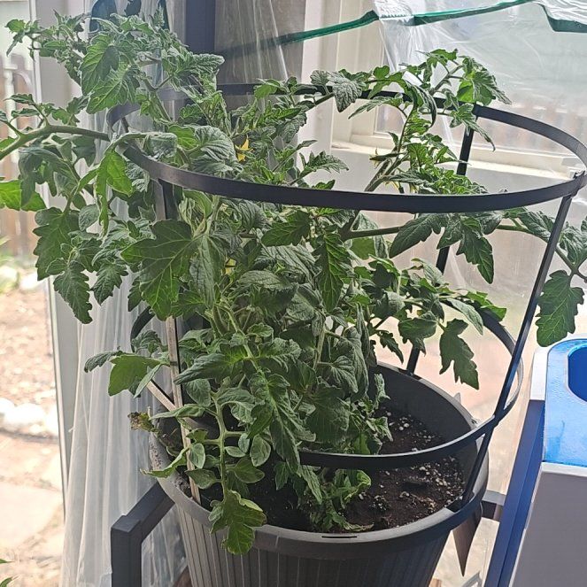 Photo of the plant species Celebrity Tomato by @kaedarling named Sol on Greg, the plant care app