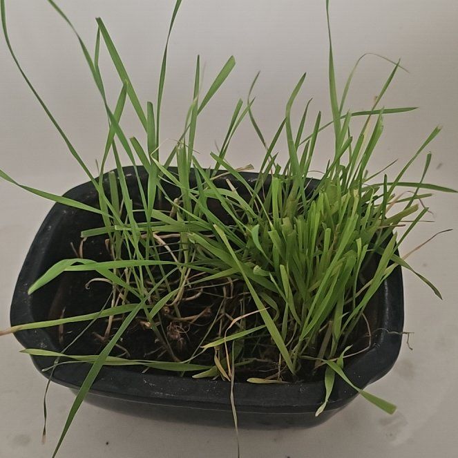 Photo of the plant species cat grass by @kaedarling named Lola on Greg, the plant care app