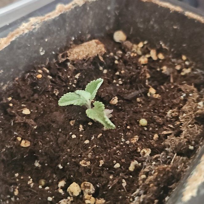 Photo of the plant species Large Catmint by @kaedarling named Lil Biggie on Greg, the plant care app