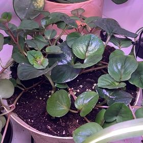 Photo of the plant species Lysimachia by @CoolLittlequeen named Naomi on Greg, the plant care app