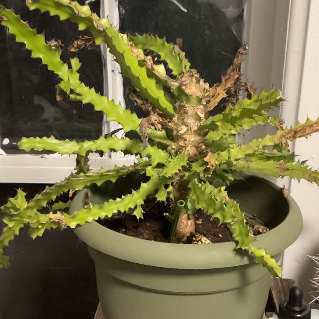 Photo of the plant species Euphorbia wakefieldii by Devlen named Muhammad Ali on Greg, the plant care app