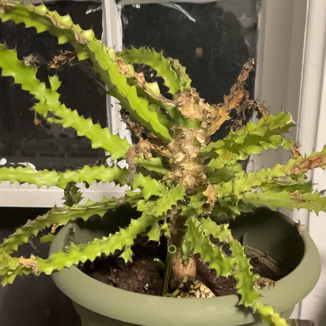 Photo of the plant species Euphorbia wakefieldii by Devlen named Marilyn on Greg, the plant care app