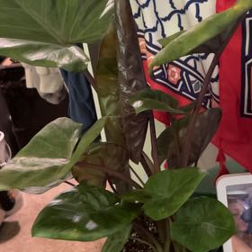 Photo of the plant species Alocasia Metalhead by @SublimeBlackhaw named david on Greg, the plant care app