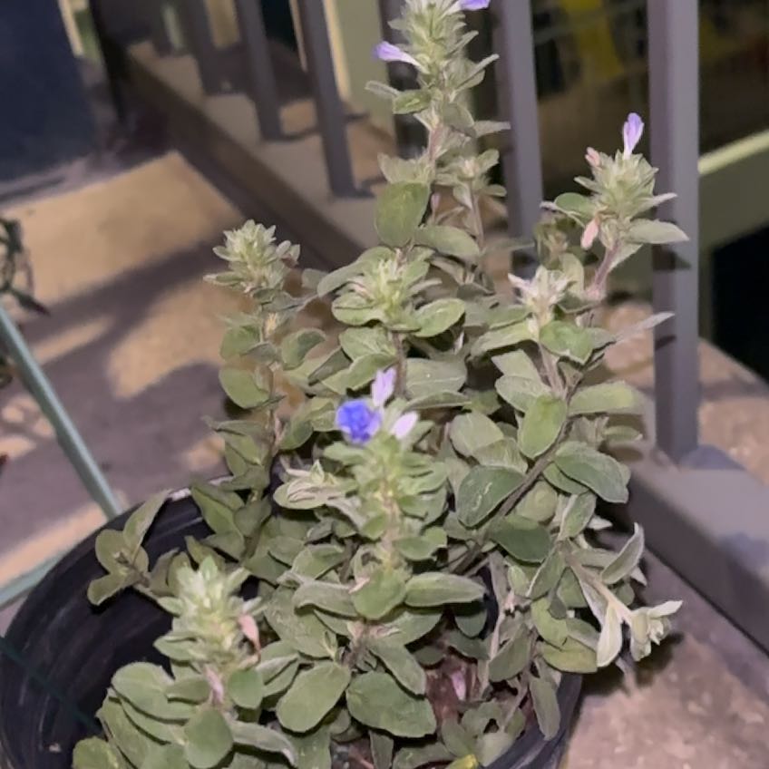 Photo of the plant species Clinopodium Acinos by @BonusAnise86 named Osmo on Greg, the plant care app