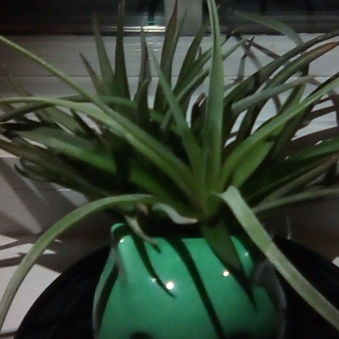 Photo of the plant species Tillandsia by @RationalMakura named Aeri on Greg, the plant care app