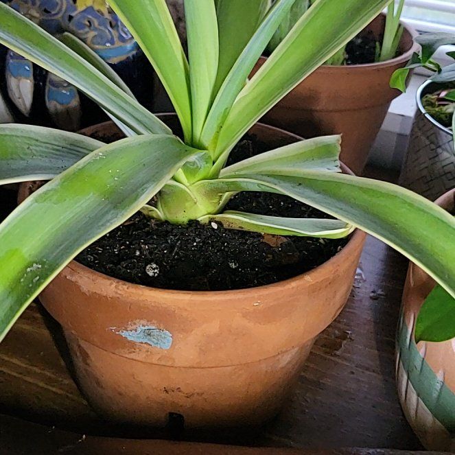Photo of the plant species Agave desmetiana by @dulceparadise named Wall-E on Greg, the plant care app