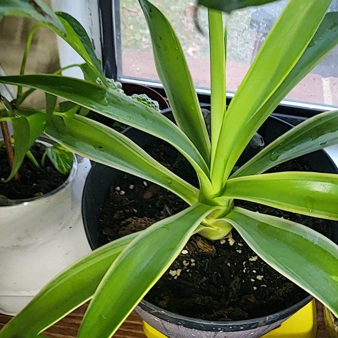 Photo of the plant species Agave desmetiana by @dulceparadise named Sahara on Greg, the plant care app