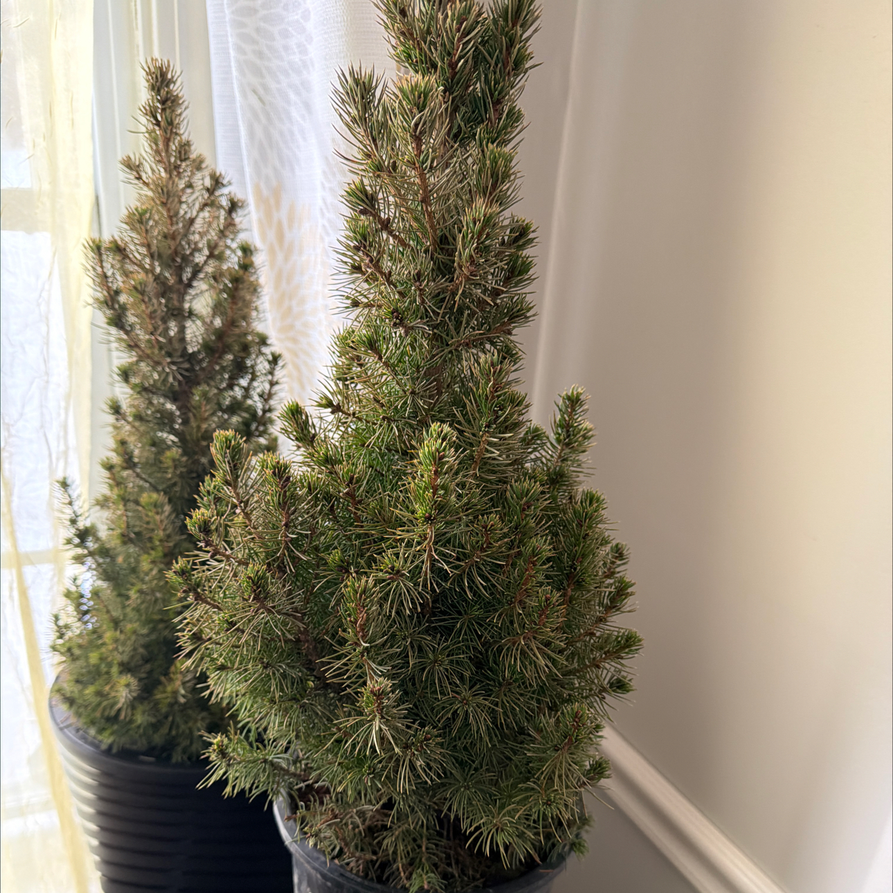 Photo of the plant species Dwarf Mountain Pine by @DynamoBlueoak25 named Leaf Erickson on Greg, the plant care app