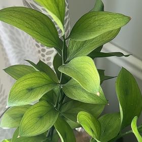 Photo of the plant species Butcher's Broom by @DynamoBlueoak25 named Wall-E on Greg, the plant care app