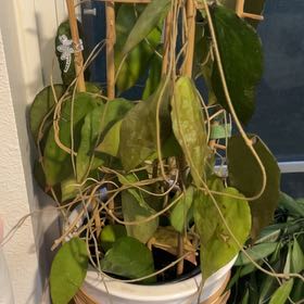 Photo of the plant species Waxplant by @MrsCrank named Rissa on Greg, the plant care app