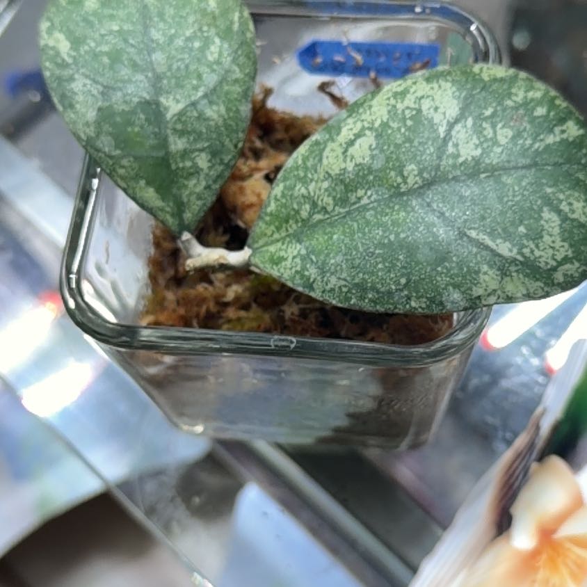 Photo of the plant species Hoya Deykeae by @MrsCrank named Literat on Greg, the plant care app