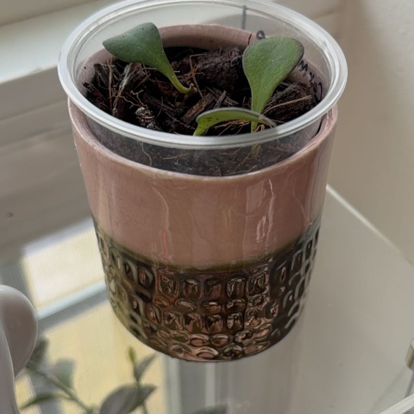 Photo of the plant species Hoya carmelae by @MrsCrank named Reese on Greg, the plant care app