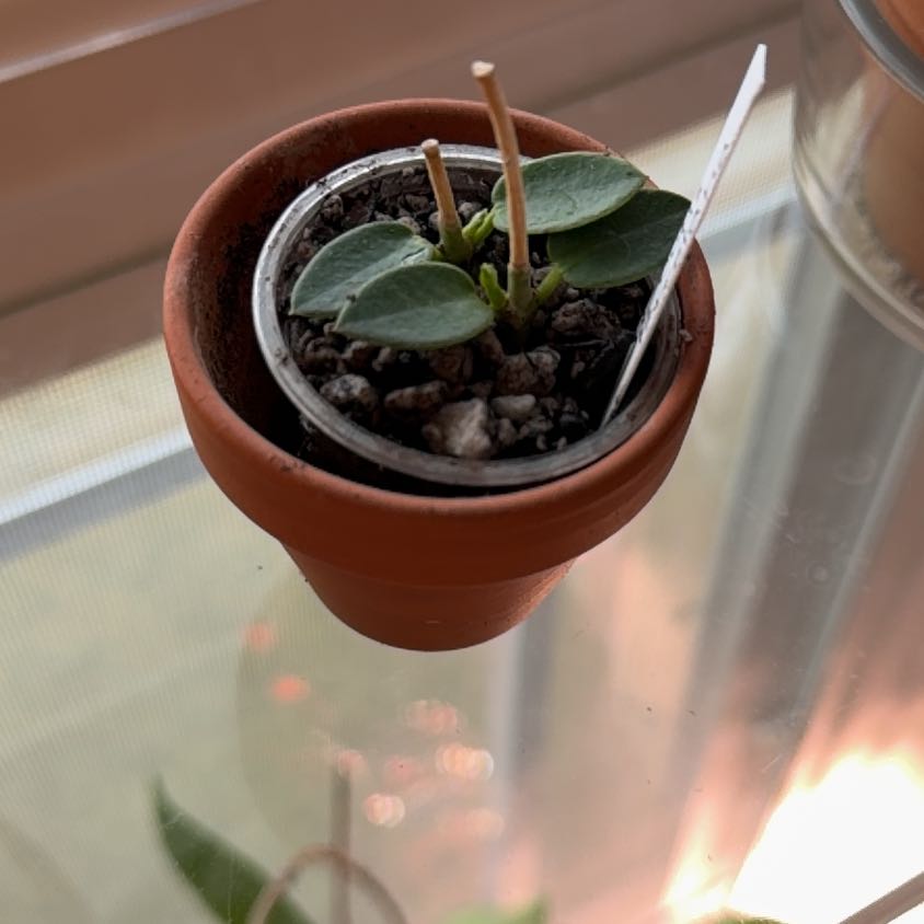Photo of the plant species Hoya cutis-porcelana by @MrsCrank named Madonna on Greg, the plant care app