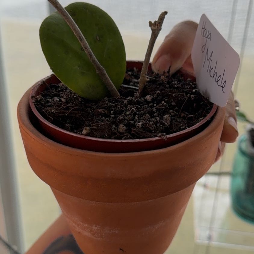 Photo of the plant species Hoya 'Michele' by @MrsCrank named Mickey on Greg, the plant care app