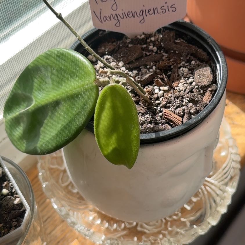 Photo of the plant species Vangviengiensis Hoya by @MrsCrank named Banksy on Greg, the plant care app