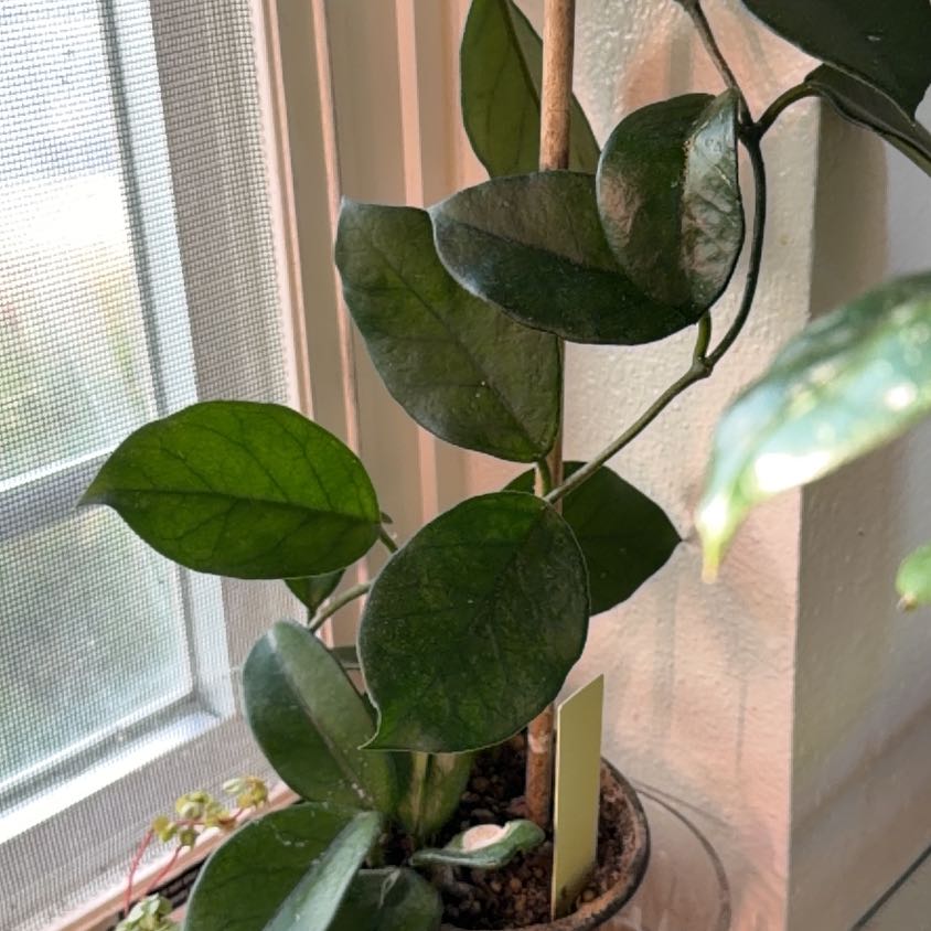 Photo of the plant species Porcelain Flower by @MrsCrank named Crusada on Greg, the plant care app