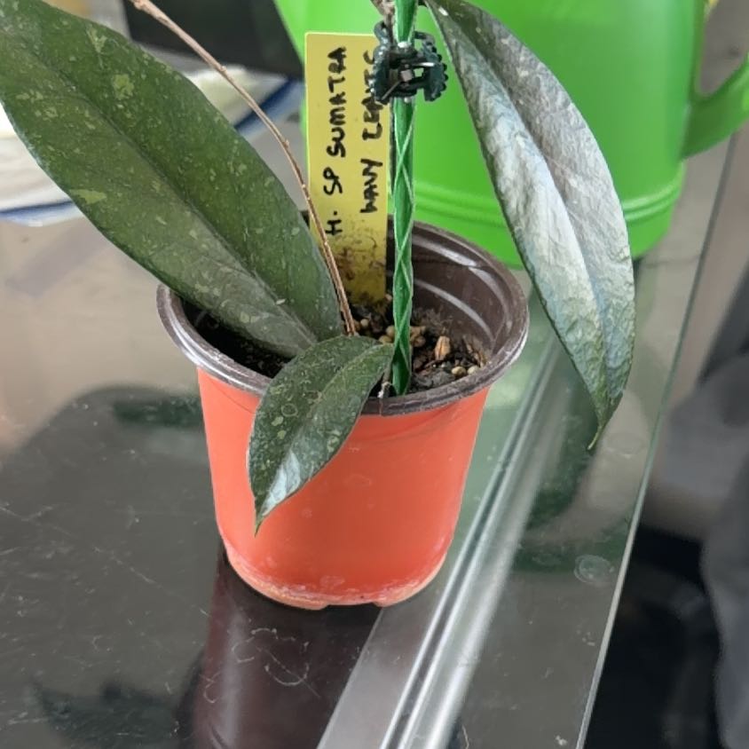 Photo of the plant species Hoya caudata Sumatra by @MrsCrank named Isekai on Greg, the plant care app