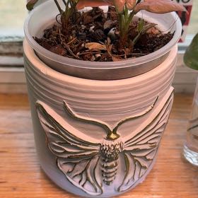 Photo of the plant species Syngonium by @MrsCrank named Trinity on Greg, the plant care app