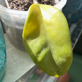 Photo of the plant species Hoya maingayi by @MrsCrank named Jerri on Greg, the plant care app