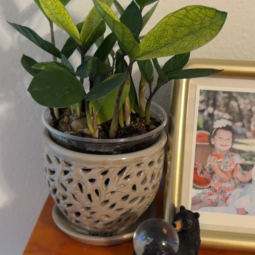 Photo of the plant species Chameleon ZZ Plant by @MrsCrank named Chameleon on Greg, the plant care app