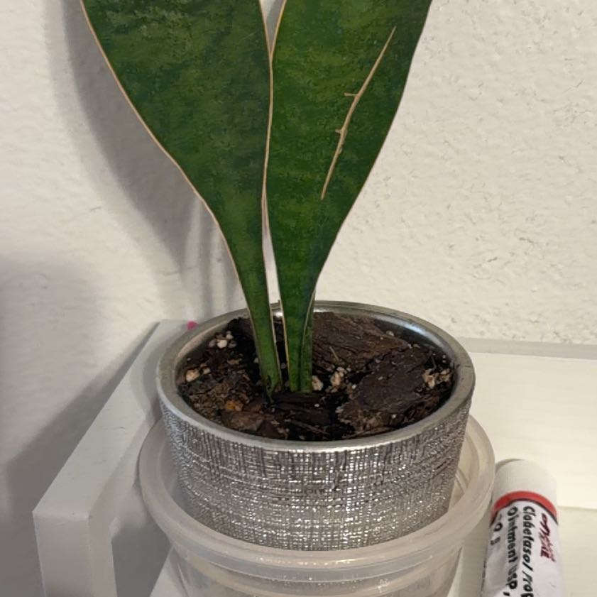 Photo of the plant species Sansevieria 'Frozen' by @MrsCrank named Willow on Greg, the plant care app