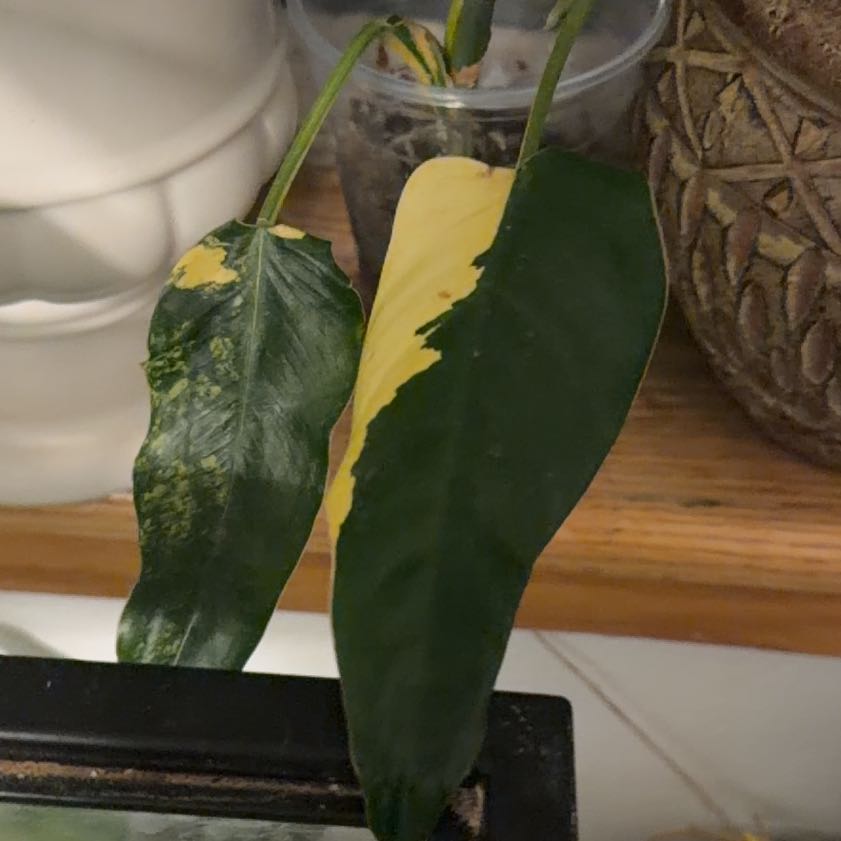 Photo of the plant species Variegated Philodendron by @MrsCrank named Tolkien on Greg, the plant care app