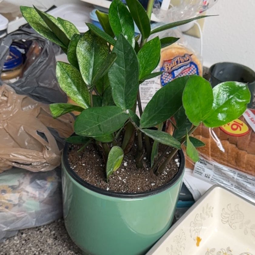 Photo of the plant species Chameleon ZZ Plant by @MrsCrank named Leonardo on Greg, the plant care app
