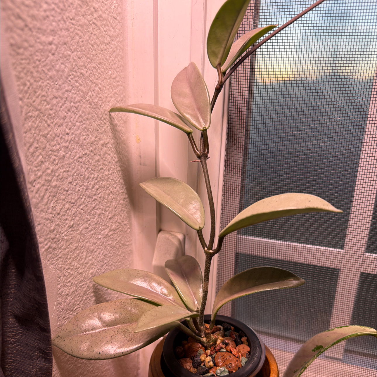 Photo of the plant species Hoya carnosa 'Wilbur Graves Silver' by @MrsCrank named Henry on Greg, the plant care app