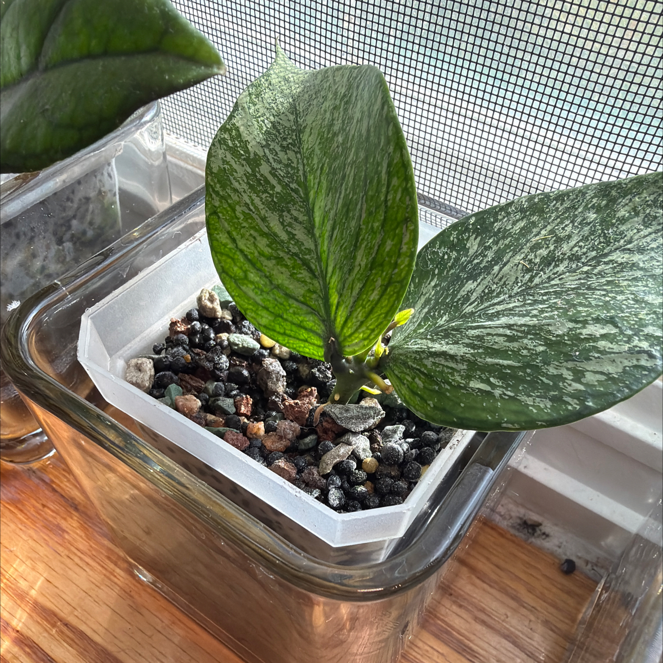 Photo of the plant species Broget Hoya by @MrsCrank named Niya on Greg, the plant care app