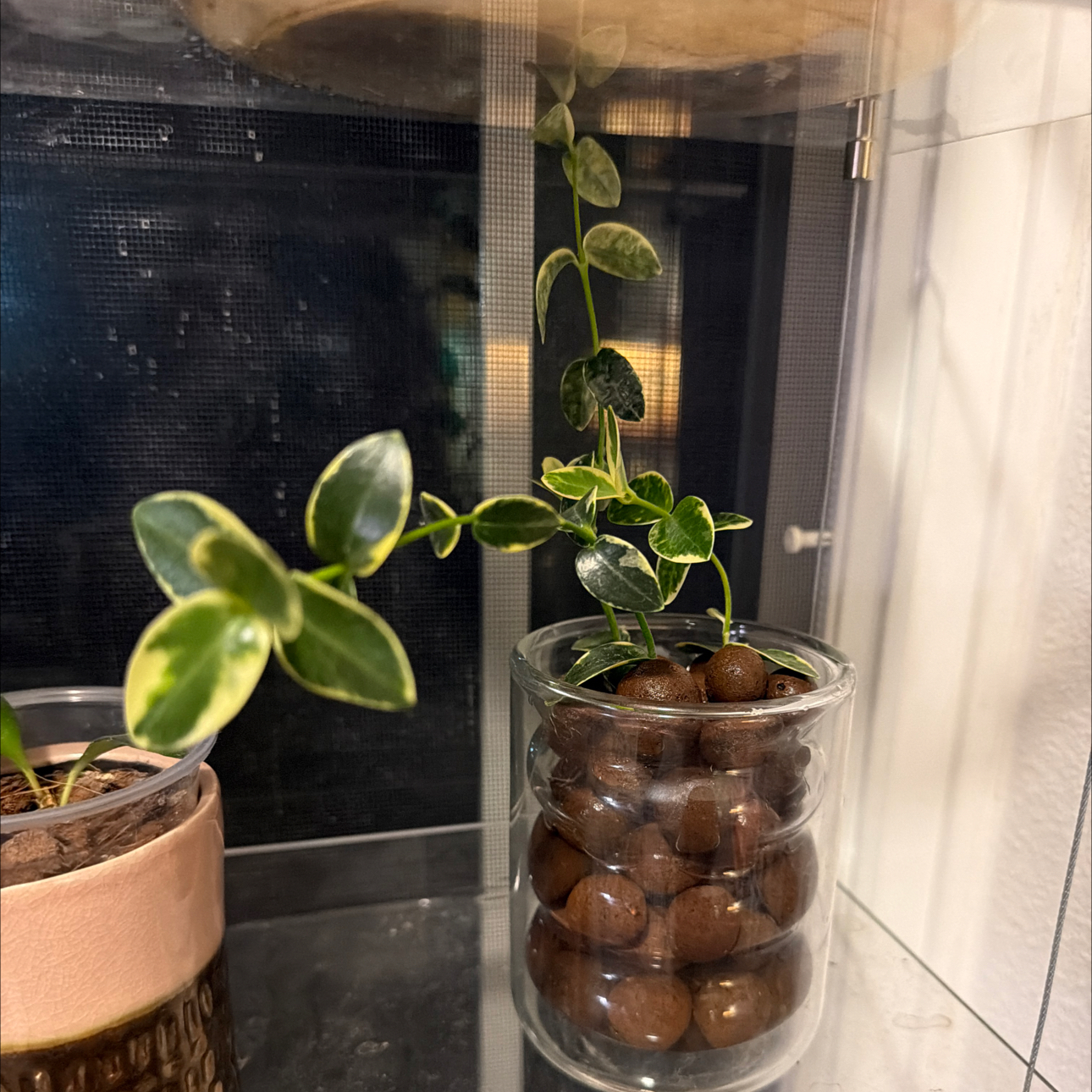 Photo of the plant species Variegated Hoya cumingiana by @MrsCrank named Dolores on Greg, the plant care app