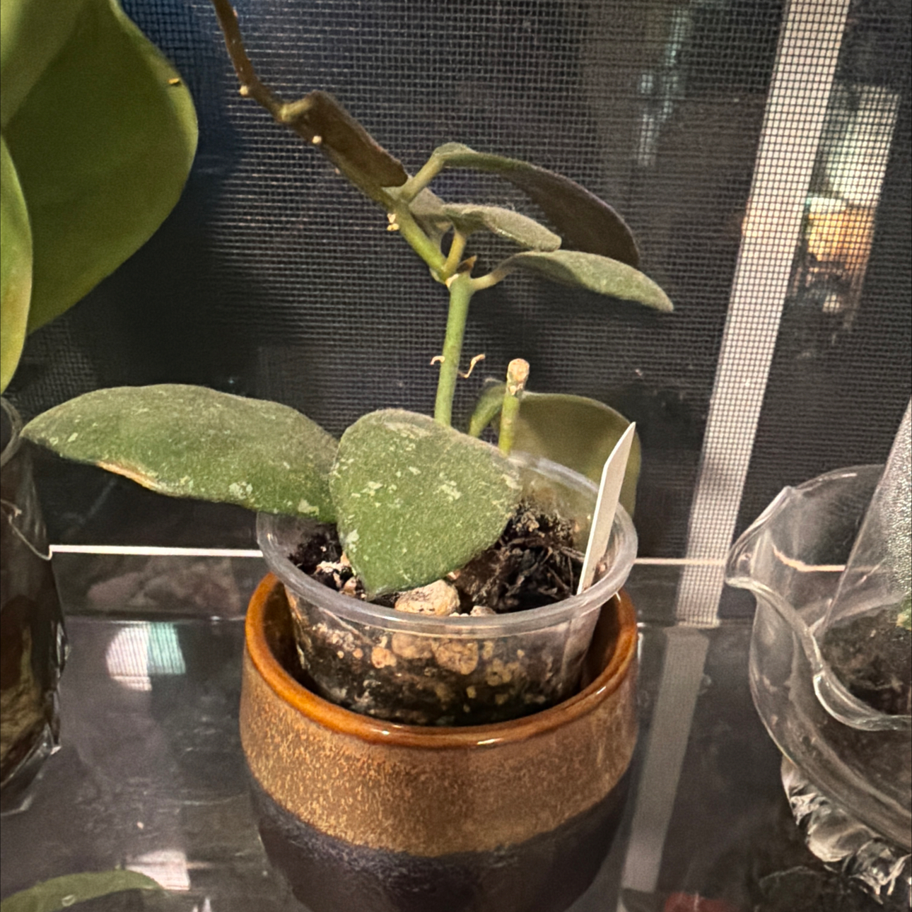 Photo of the plant species Hoya Waymaniae by @MrsCrank named Wayne on Greg, the plant care app