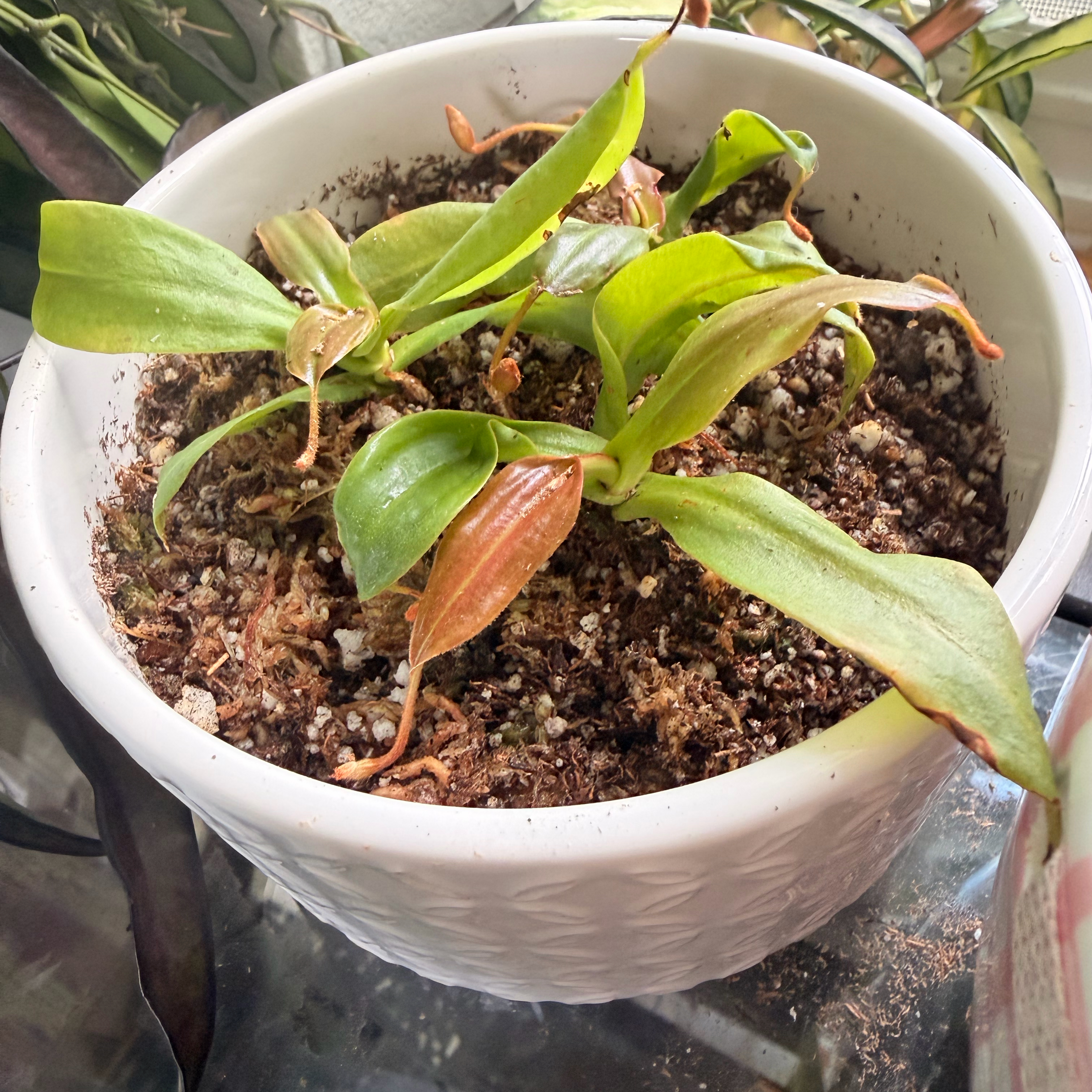Photo of the plant species Nepenthes Monkey Jars by @MrsCrank named Scissors on Greg, the plant care app