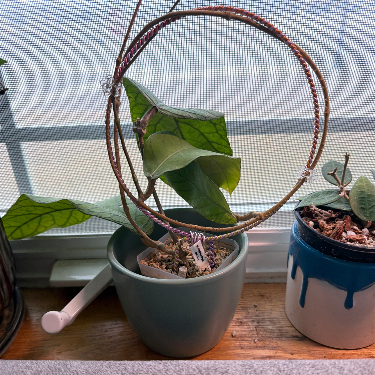 Photo of the plant species Hoya meredithii by @MrsCrank named Sarabeth on Greg, the plant care app