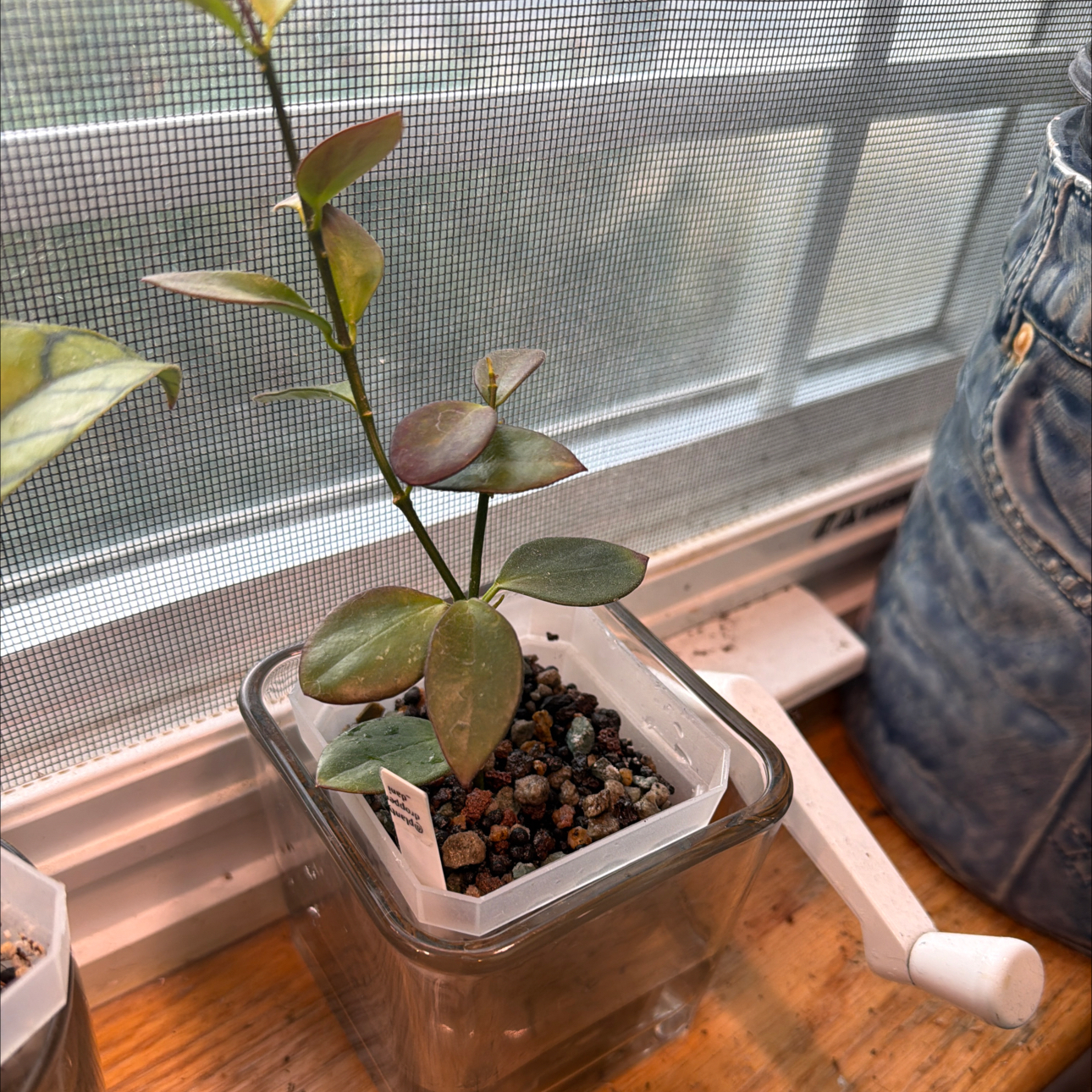 Photo of the plant species IR-26 by @MrsCrank named Tori on Greg, the plant care app